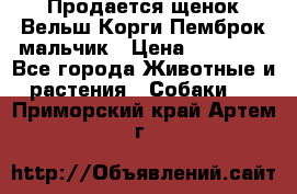 Продается щенок Вельш Корги Пемброк мальчик › Цена ­ 65 000 - Все города Животные и растения » Собаки   . Приморский край,Артем г.